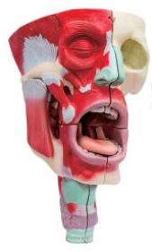 鼻、口、咽喉腔分解模型